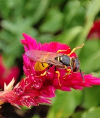 Philanthus triangulum