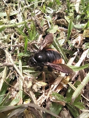 Xylocopa augusti