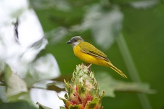 Eucometis penicillata