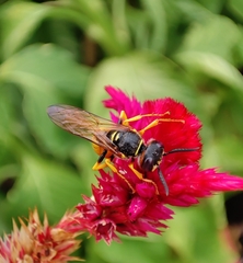Philanthus triangulum