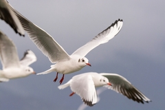 Chroicocephalus ridibundus