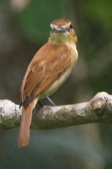 Pachyramphus cinnamomeus