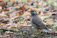 Spodiopsar cineraceus