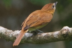 Pachyramphus cinnamomeus