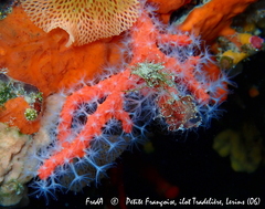 Corallium rubrum
