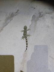 Gekko reevesii