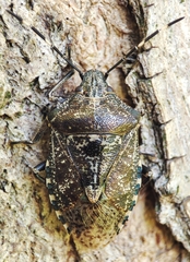 Rhaphigaster nebulosa