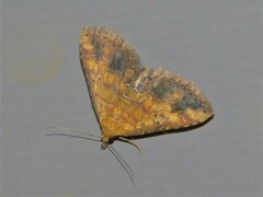 Cerynea thermesialis