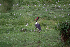 Ephippiorhynchus senegalensis