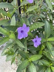 Ruellia simplex