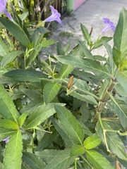 Ruellia simplex