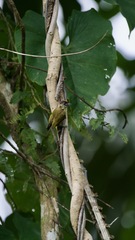 Picumnus olivaceus