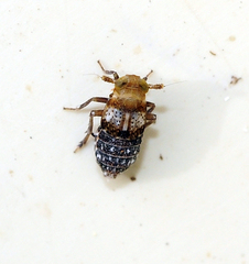 Conomelus anceps