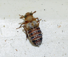 Conomelus anceps