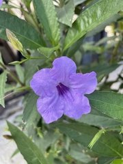 Ruellia simplex
