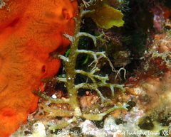 Cystoseira compressa