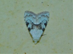 Nola pseudomelanoscelis