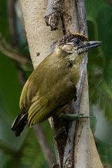 Picumnus olivaceus