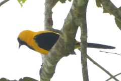 Icterus chrysater