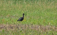 Plegadis falcinellus