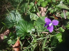 Viola sororia
