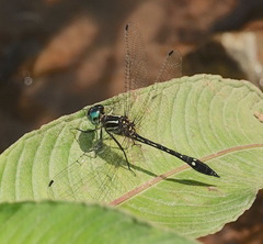 Macrothemis tessellata