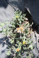 Heterotheca mucronata
