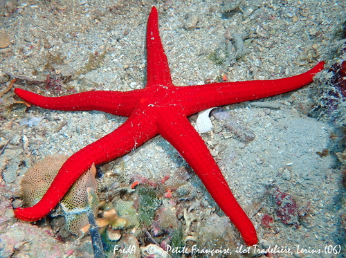 Photo of Attenuated sea star (Hacelia attenuata)