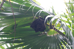 Cynopterus sphinx