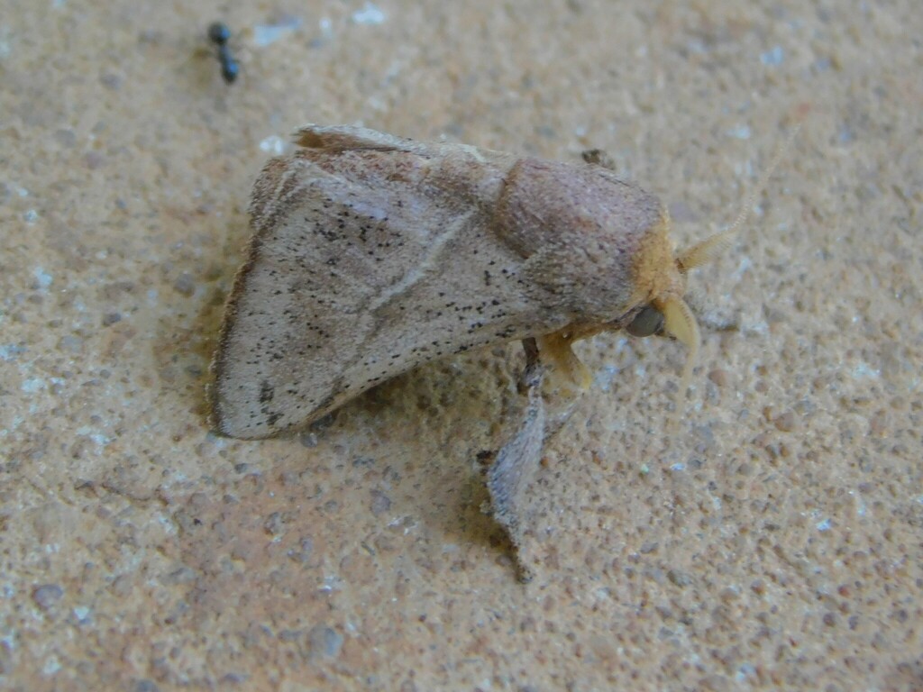 Thoseidea
