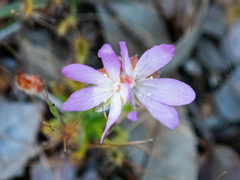 Drosera scorpioides