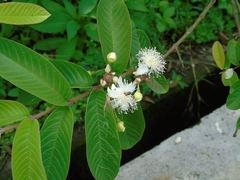 Psidium guajava
