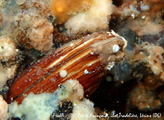 Lithophaga lithophaga