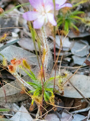 Drosera scorpioides