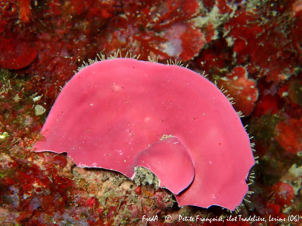 Lithophyllum stictiforme