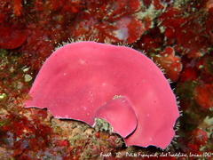 Lithophyllum stictaeforme