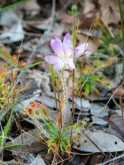 Drosera scorpioides