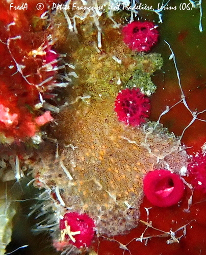 Representative image of Mollia circumcincta