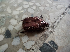 Protaetia orientalis sakaii