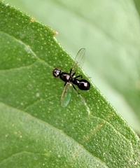 Sepsidae
