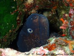 Muraena helena