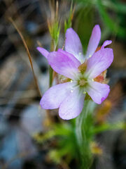 Drosera scorpioides
