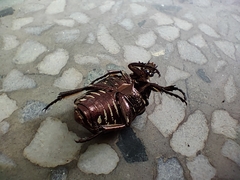 Protaetia orientalis sakaii