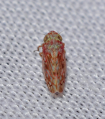 Neoaliturus tenellus