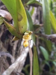 Maxillaria parviflora