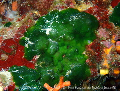 Palmophyllum crassum