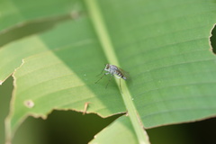 Therevidae
