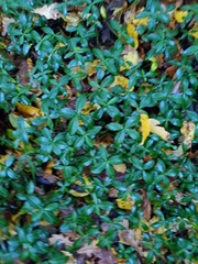 Vinca minor