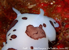 Peltodoris atromaculata