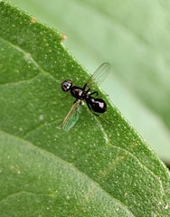 Sepsidae